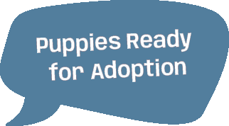 puppies